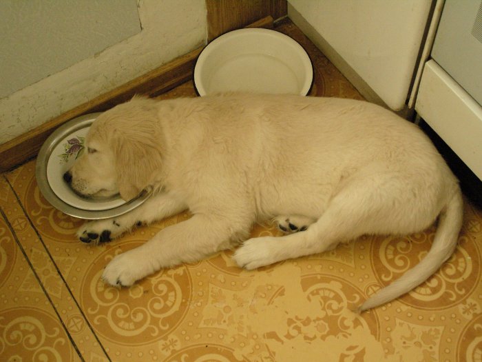 Арина Дита Николь