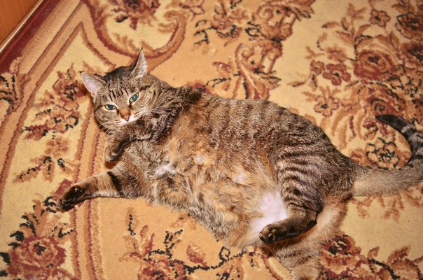 Юстыся Стефания Огаста (Юся, Юсова)