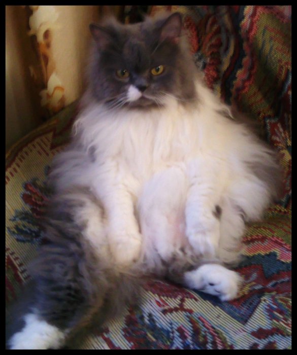 Мишель Томасович